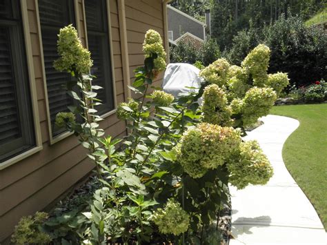 'Limelight' Hydrangea – Pruning | Walter Reeves: The Georgia Gardener