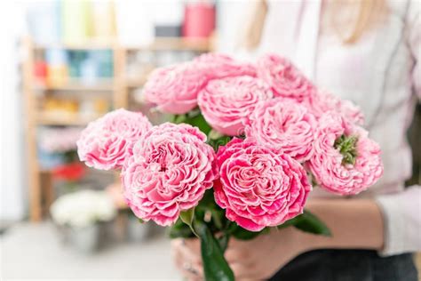 Garden Roses Bright Pink and Pastel Colors. Bright Bouquet in the Hands of a Cute Girl. Stock ...