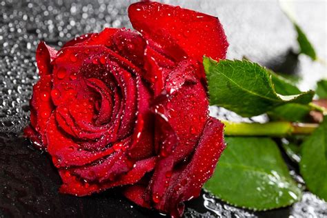 Red rose with water drop - Creative Commons Bilder