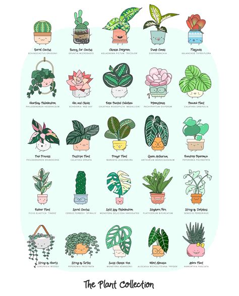 Plant poster, Plant doodle, Calathea plant