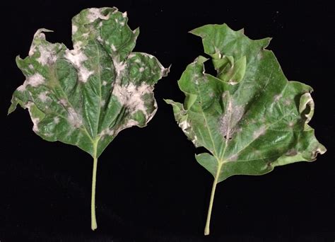 Landscape: Powdery Mildew | Center for Agriculture, Food, and the ...