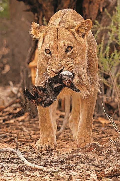 Pin on Kgalagadi Transfrontier Park