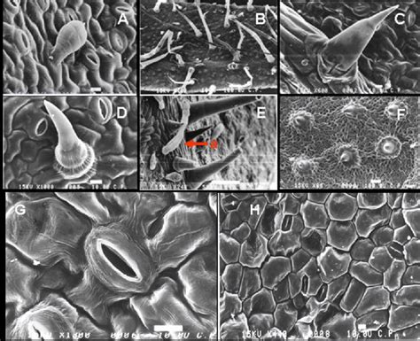 Types of trichomes and stoma observed on leaves of cultivated and wild... | Download Scientific ...