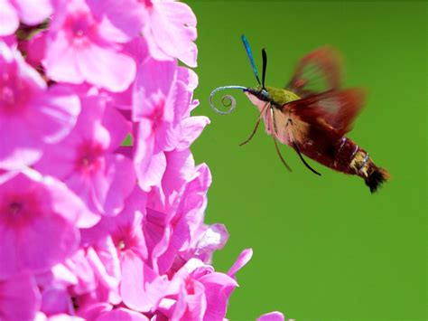 Hummingbird Moth Facts: How To Attract Hummingbird Moths To Gardens in ...