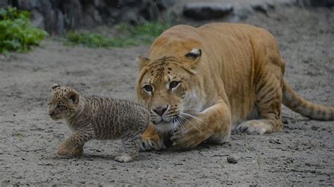 White Wolf : Three liliger cubs born to liger mom (Photos - Video)