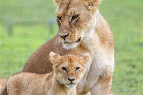 Lioness with its female cub, standing together, side by side, one head ...