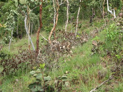 Eucalyptus_Pruning - Farmer Managed Natural Regeneration