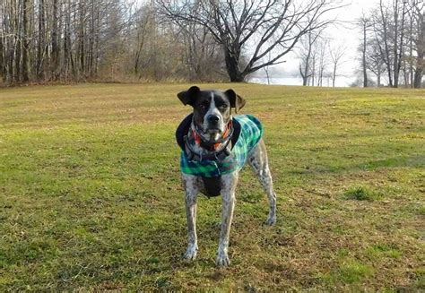 Dog Run at Pelham Bay Park