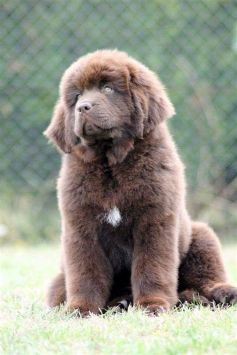 ️ ️ ️ Brown Newfoundland Dog, Newfoundland Puppies, Cute Puppies, Dogs ...