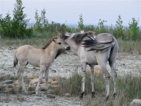 sorraia horse | Horses, Horse breeds, Horse life