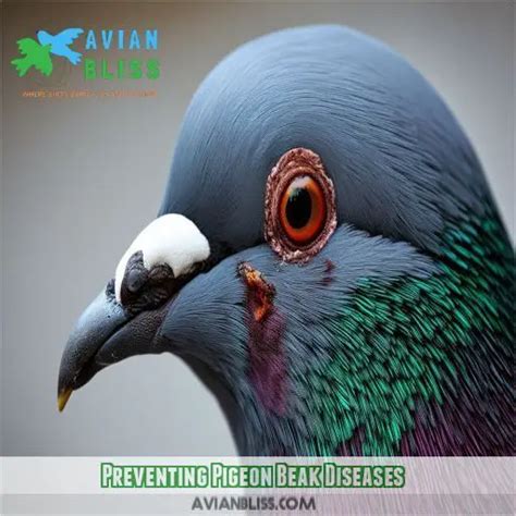 Pigeon Beak Need Treatment: Effective Care for Common Beak Issues