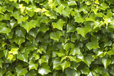 Ivy background stock image. Image of detail, green, background - 24820365