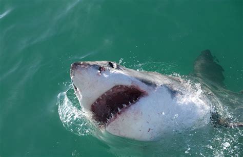 The Great White Shark Diet - Neatorama