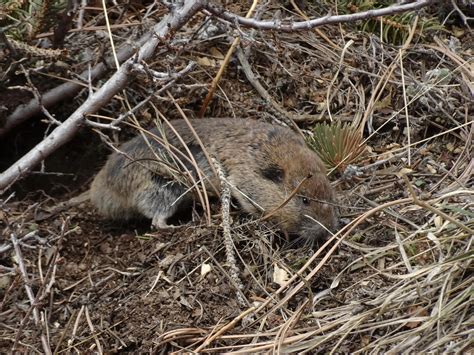 wildlife wednesday — Pocket gophers — Estes Valley Watershed Coalition - EVWC | Estes Park