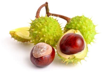 HORSE CHESTNUT SEED - LifeSeasons | Natural Health Supplements