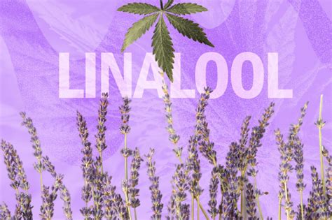 Linalool Terpene: Benefits, Effects, and Strains