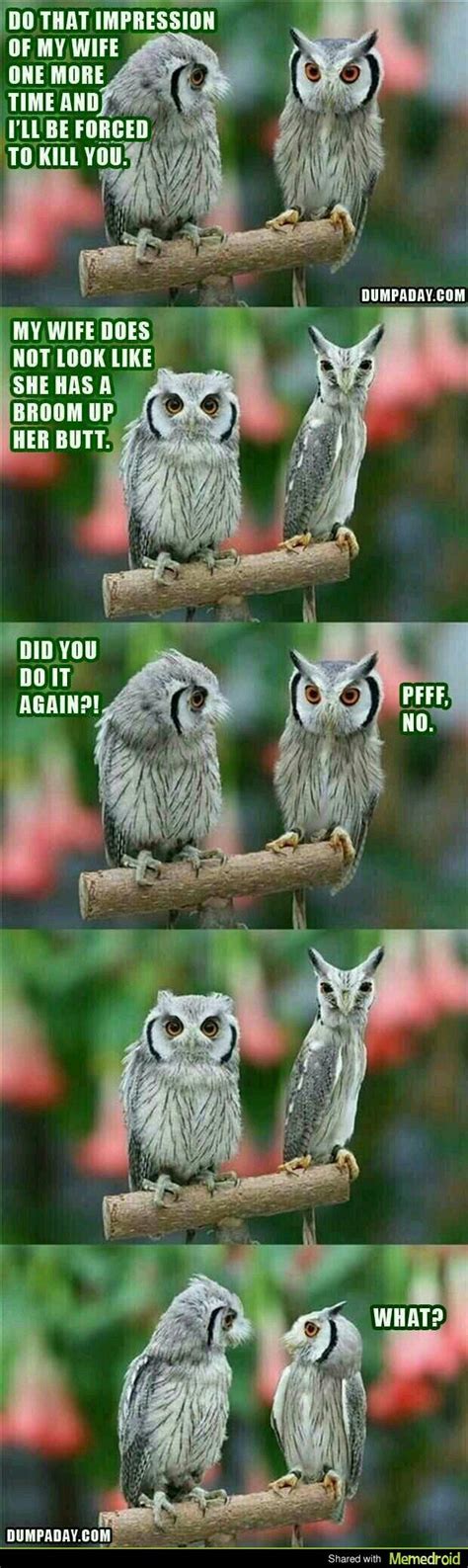 Owl - Meme by Pfc-Carson :) Memedroid