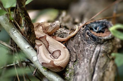 Nature's Realm Wildlife Photography: TEXAS BIG THICKET - National Preserve