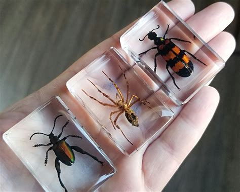 3 Piece Insect in Resin Set Real Insect Collection Spider - Etsy