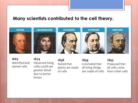 Review: The Cell Theory | Quizizz