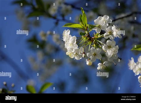 Apple-tree flowers on dark blue sky background Stock Photo - Alamy