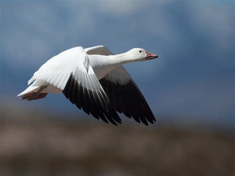 Snow Geese Migration: A Complete Guide | Birdfact