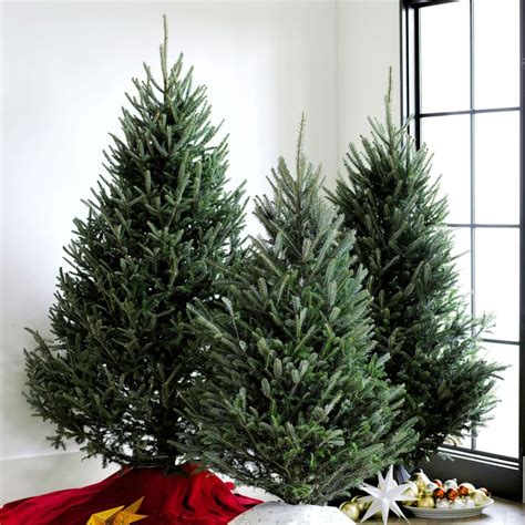 Fresh Blue Ridge Mountain Christmas Tree | Williams Sonoma