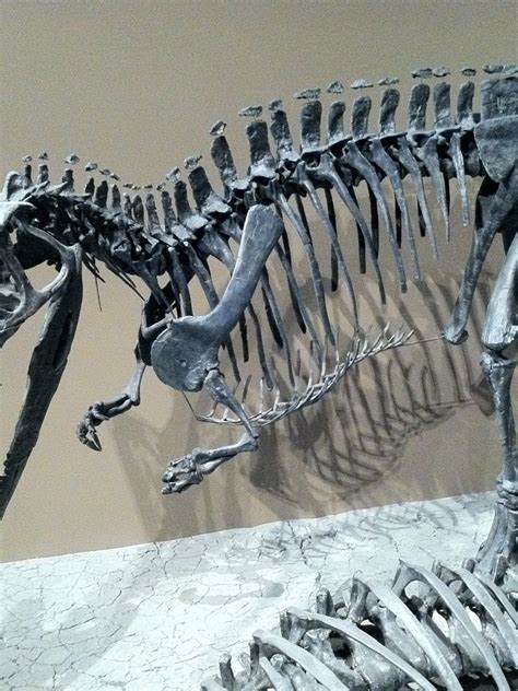 Ceratosaurus Skeleton