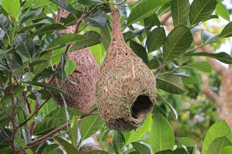 Weaver Bird Nest - Unique Modern Design