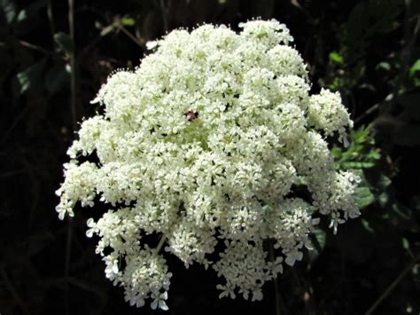 Wild Carrot, Daucus carota