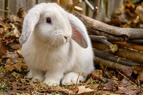 Petition against Corby Glen business’s rabbit farm plan is signed by thousands