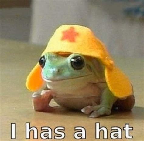 34 Fantastic Frog Memes For Amphibian Enthusiasts in 2021 | Funny frogs, Frog pictures, Frog