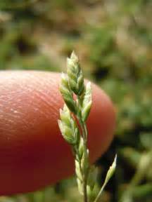 Poa annua - Plant ID @ HCP