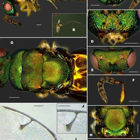 (PDF) Two new fig wasp species of genus Sycoscapter Saunders, 1883 (Hymenoptera: Chalcidoidea ...