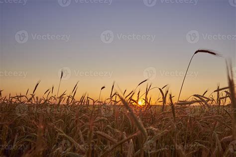 Rye field in sunset. Harvesting concept 15468676 Stock Photo at Vecteezy