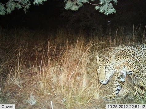 A jaguar observed last October by a camera trap in southern Arizona.