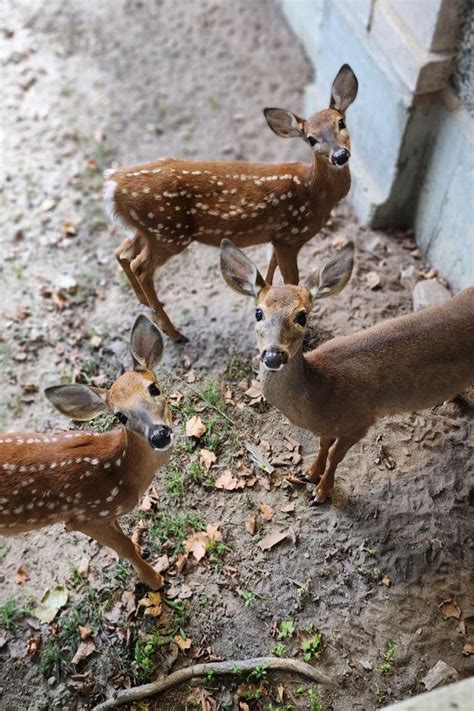 White-tailed Deer Fawns | The Buttonwood Park Zoo