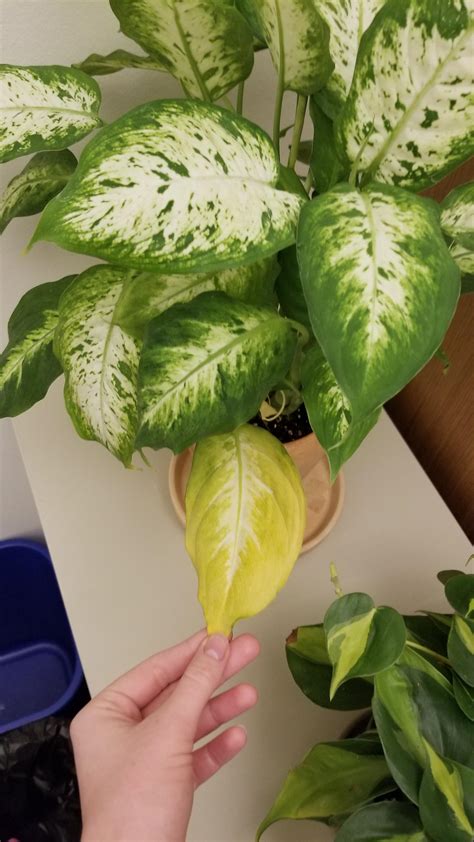 Help! Why is my dieffenbachia yellowing? : plantclinic