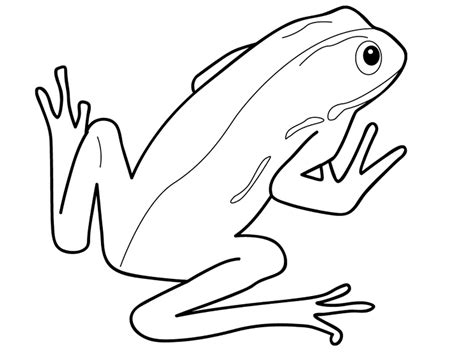 amphibious reptile Colouring Pages (page 2) - ClipArt Best - ClipArt Best