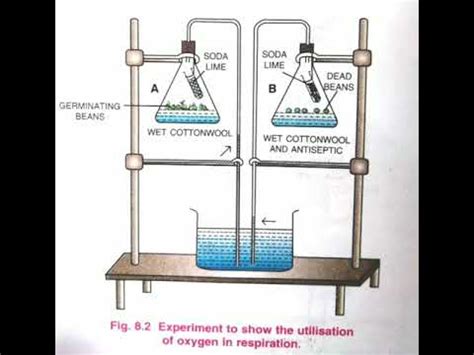 Experiments on Respiration in Plants, Class 9 - YouTube