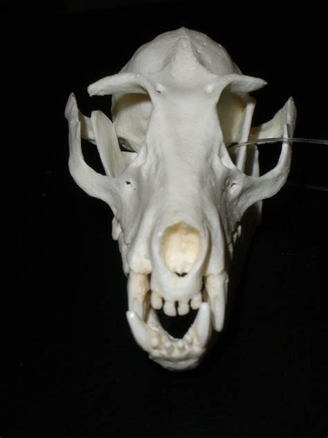 Fruit Bat Skull Front by Turtlebeast on DeviantArt