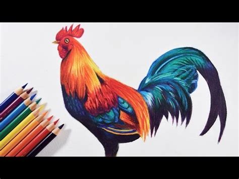 How to draw a colorful bird (Rooster) - Faber castell polychromos ...