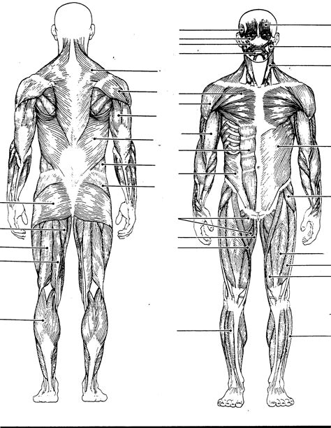 Muscular System Labeling Worksheet