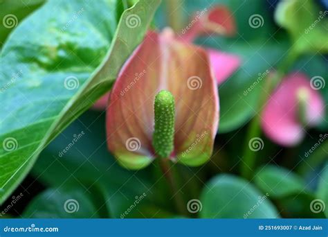 Xerophyte Desert Plants Growing in Garden. Stock Image - Image of ...