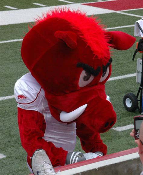 Razorback mascot BIG RED | Flickr - Photo Sharing!