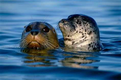 Frans Lanting, wildlife photographer