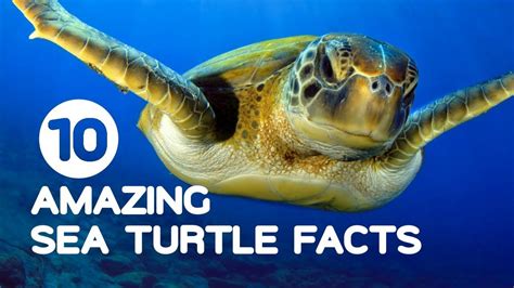 Facts About Animals In The Ocean