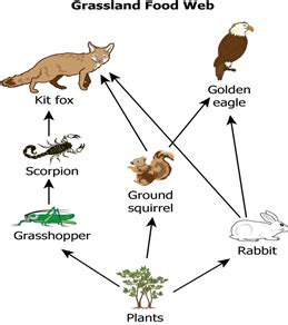 Solved The diagram shows a grassland food web.A population | Chegg.com