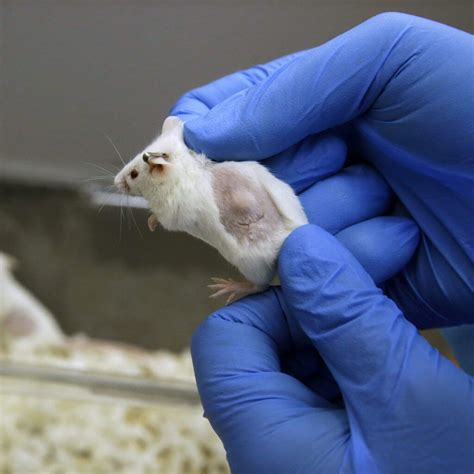 Modeling human tumors in mice can be problematic—here's why | Genetic ...