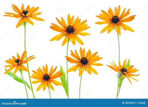 Flower Yellow Coneflower the Isolated Stock Image - Image of details, hirta: 38182251